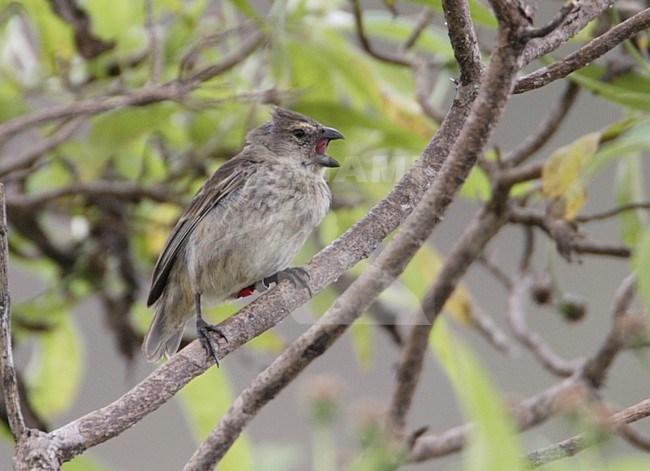 Calling Vegetarian Finch (Platyspiza crassirostris) stock-image by Agami/Mike Danzenbaker,