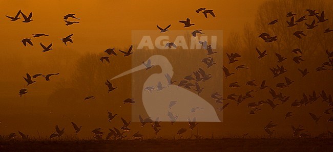Groep Kleine Rietganzen in vlucht; Pink-footed Geese in flight  (Anser brachyrhynchus) stock-image by Agami/Danny Green,