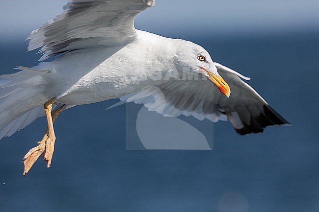 Portrait of an adult Lesser black-backed gull (Larus fuscus), graellsii subspecies, flying against a dark blue sea as background. stock-image by Agami/Sylvain Reyt,