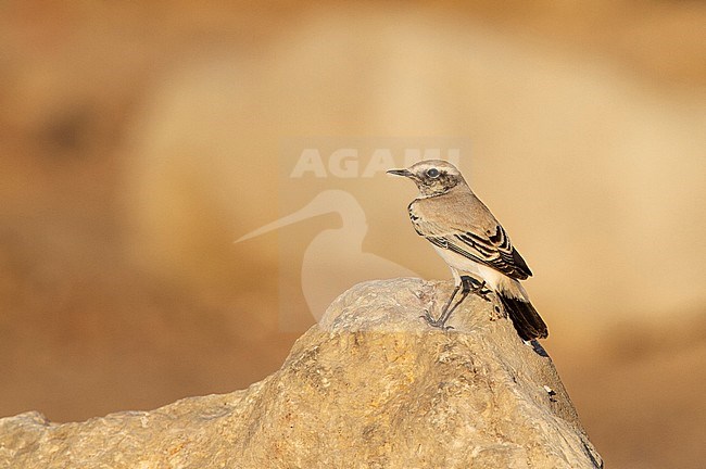 First winter male Desert Wheatear (Oenanthe deserti) during autumn migration in Egypt stock-image by Agami/Edwin Winkel,