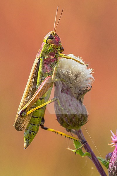 Large Marsh Grasshopper, Stethophyma grossum stock-image by Agami/Wil Leurs,