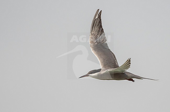 White-cheeked Tern (Sterna repressa) - July 2022 - coast of Saudi Arabia stock-image by Agami/Eduard Sangster,