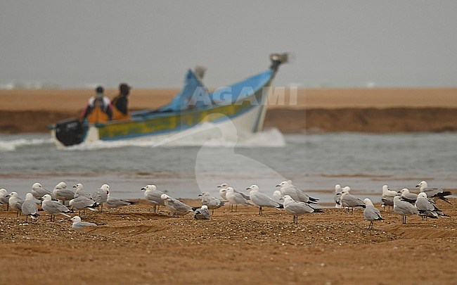 Audouin's Gull (Ichthyaetus audouinii) at Oued Massa, Morocco stock-image by Agami/Eduard Sangster,