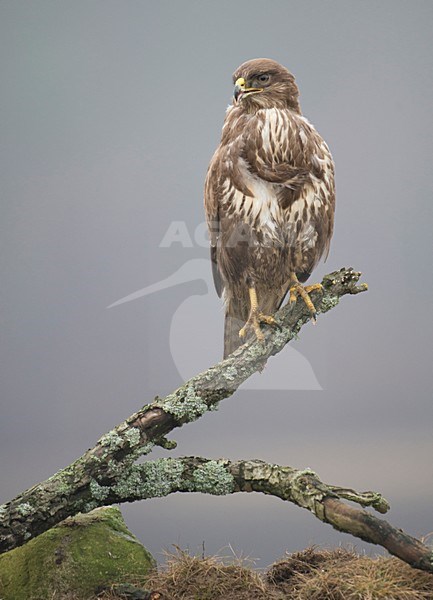 Buizerd zittend op tak, Common Buzzard perched on a branch stock-image by Agami/Han Bouwmeester,