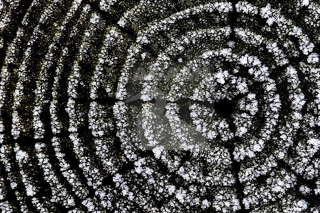 Berijpte hout, Frosted Log Growth Rings stock-image by Agami/Wil Leurs,