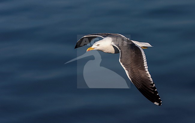 Adult Lesser Black-backed Gull (Larus fuscus) on the Wadden island Texel, Netherlands. Flying above the sea. stock-image by Agami/Marc Guyt,