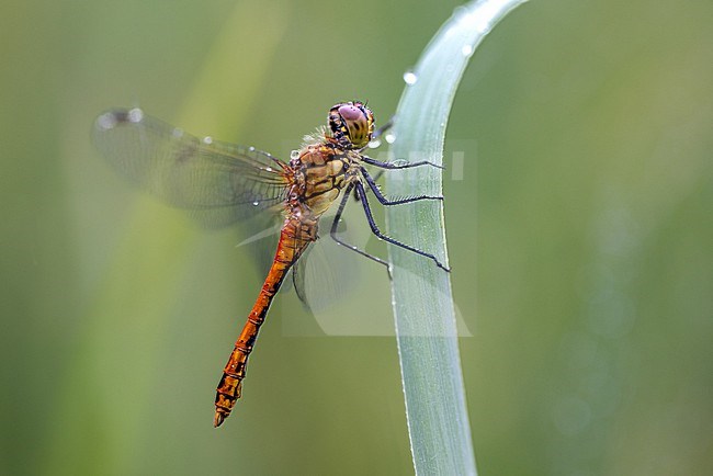 Ruddy Darter seen from the side stock-image by Agami/Onno Wildschut,