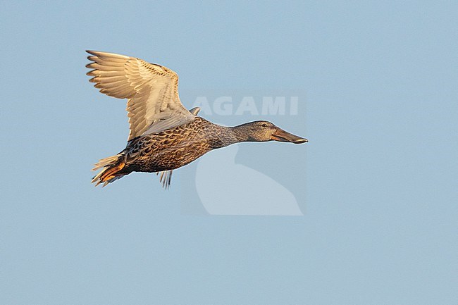 Northern Shoveler (Spatula clypeata, side view of an adult female in flight, Campania, Italy stock-image by Agami/Saverio Gatto,