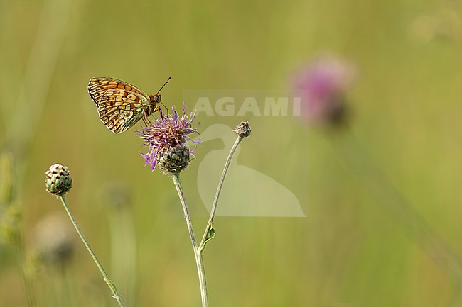 a Niobe Fritillary (Fabriciana niobe) perching on a Scabiosa, found in Kiskunsag National Park in Hungary stock-image by Agami/Mathias Putze,