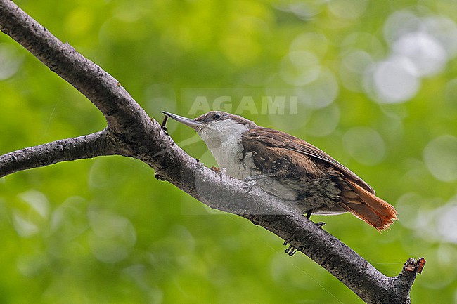 White-throated Treerunner, Pygarrhichas albogularis, in Patagonia, Argentina. stock-image by Agami/Pete Morris,