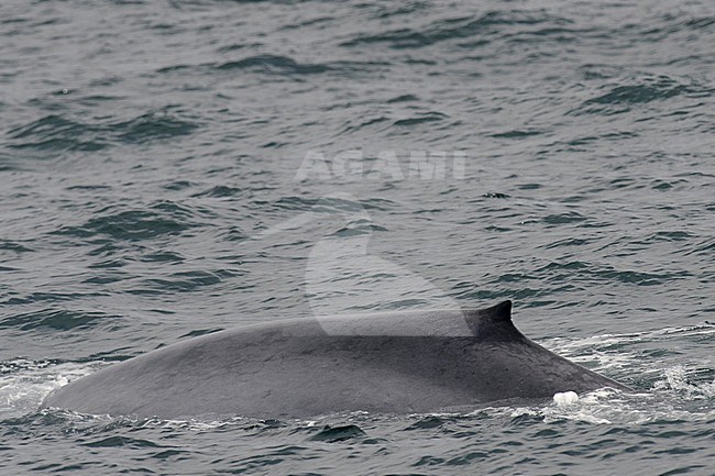 Blue Whale (Balaenoptera musculus) swimming off the Islandic coast. Showing spotted skin and small dorsal fin. stock-image by Agami/Laurens Steijn,