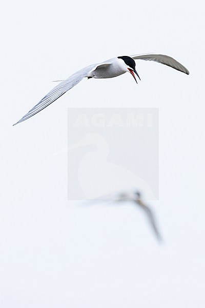 calling adult common tern (sterna hirundo) of subspecies longipennis, found at Buir Lake (Buir Nuur) in Dornod Aimag in Mongolia stock-image by Agami/Mathias Putze,