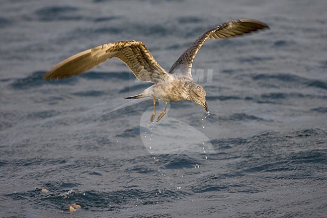 Atlantic Yellow-legged Gull, Atlantische Geelpootmeeuw stock-image by Agami/Marc Guyt,