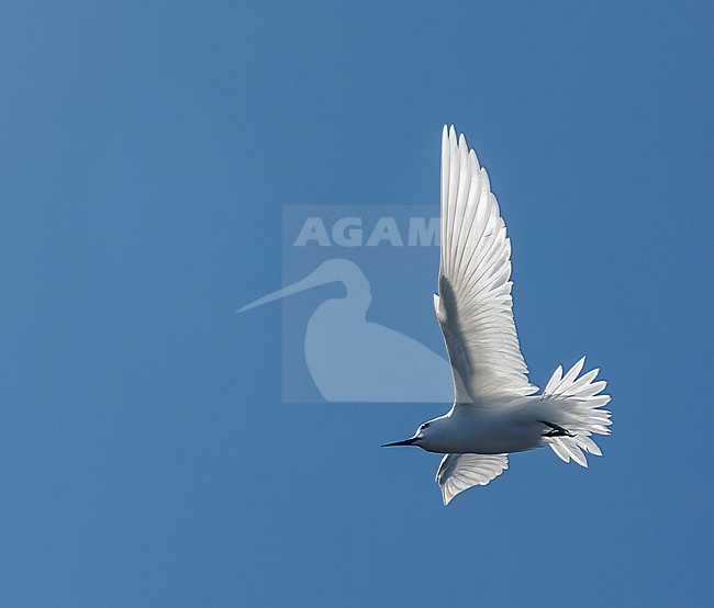 Atlantic white tern, Gygis alba alba) in the atlantic ocean. Also known as Fairy tern of White Noddy. stock-image by Agami/Marc Guyt,