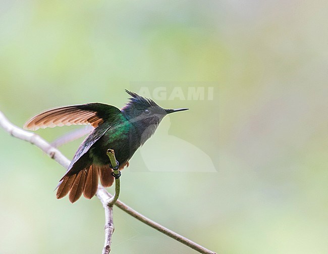 Antilliaanse kuifkolibrie, Antillean Crested Hummingbird, Orthorhyncus cristatus stock-image by Agami/Pete Morris,