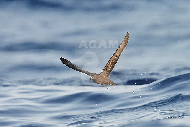 Bulwer's Petrel (Bulweria Bulveria) Madeira Portugal August 2012 stock-image by Agami/Markus Varesvuo,