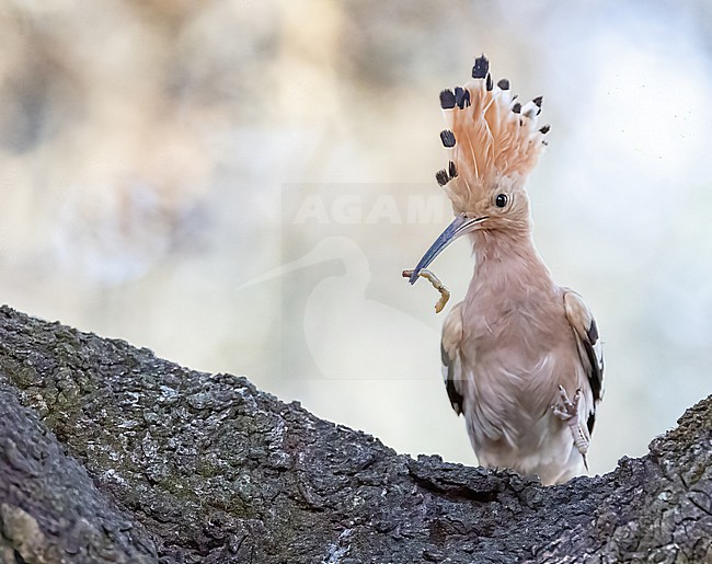 Eurasian Hoopoe (Upupa epops) perched in a tree with prey stock-image by Agami/Roy de Haas,