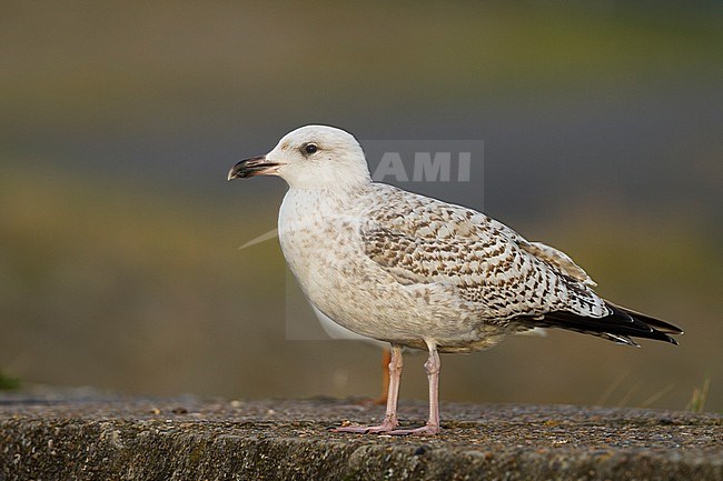 Herring Gull - Silbermöwe - Larus argentatus, Germany, 1st W stock-image by Agami/Ralph Martin,