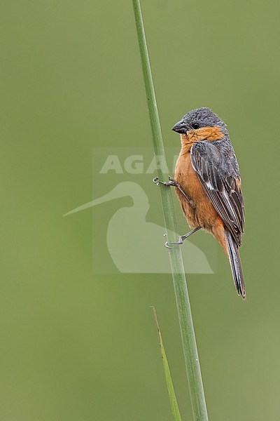 Tawny-bellied Seedeater (Sporophila hypoxantha) Perched in grasslands in Argentina stock-image by Agami/Dubi Shapiro,