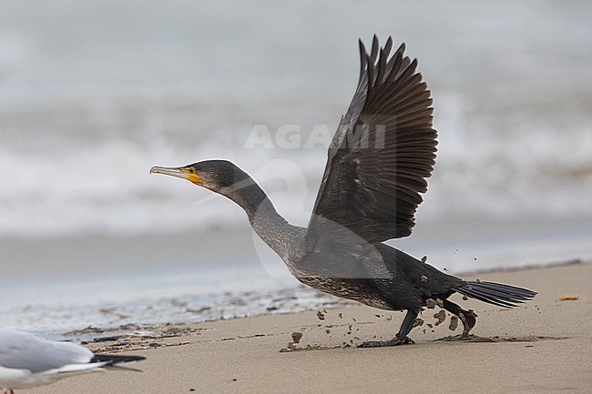 Continental Great Cormorant (Phalacrocorax carbo sinensis), side view of a juvenile at take-off, Campania, Italy stock-image by Agami/Saverio Gatto,