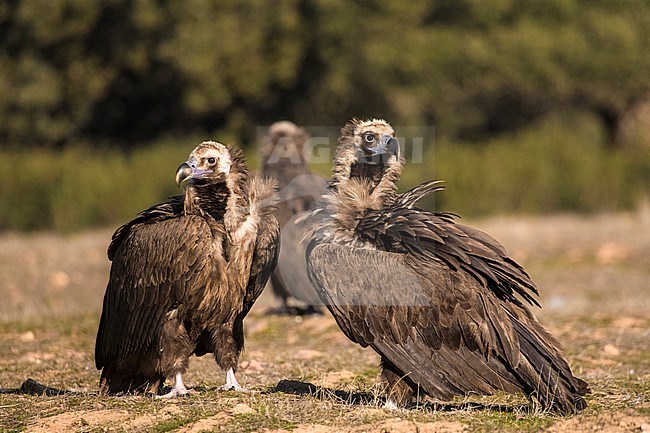 Eurasian Black Vultures (Aegypius monachus) resting in Extremadura, Spain. stock-image by Agami/Marc Guyt,