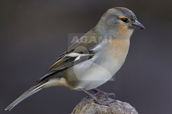 Mannetje Azorenvink; Male Azores Chaffinch stock-image by Agami/Daniele Occhiato,