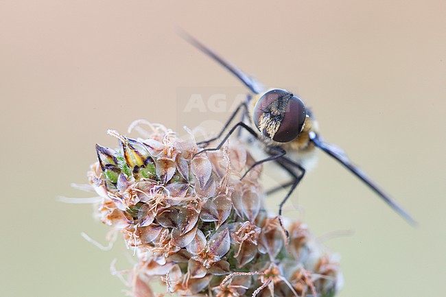 Villa cingulata - Downland Villa, Germany (Baden-Württemberg), imago, male stock-image by Agami/Ralph Martin,