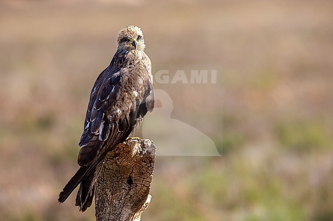 Side view of a 2nd Calender Year Black Kite stock-image by Agami/Onno Wildschut,