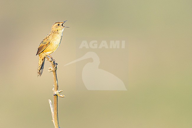  stock-image by Agami/Menno van Duijn,