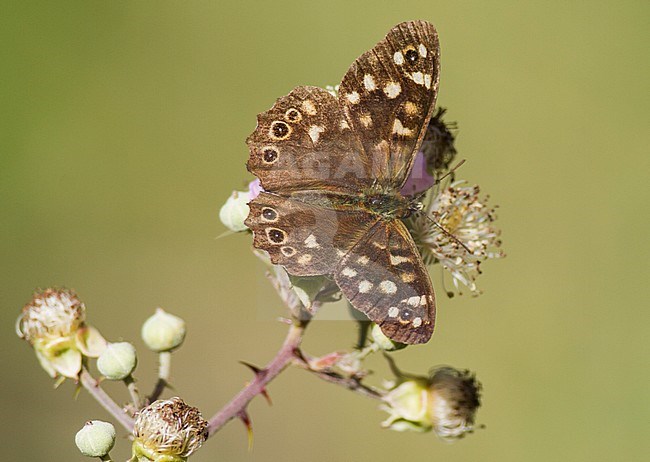 Speckled Wood, Pararge aegeria stock-image by Agami/Steve Gantlett,