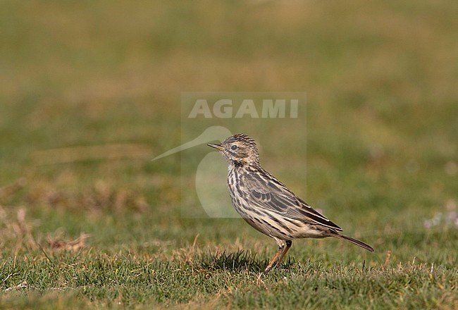Second-year female Red-throated Pipit (Anthus cervinus) standing on a grass field in a resort in Egypt during spring migration. stock-image by Agami/Edwin Winkel,