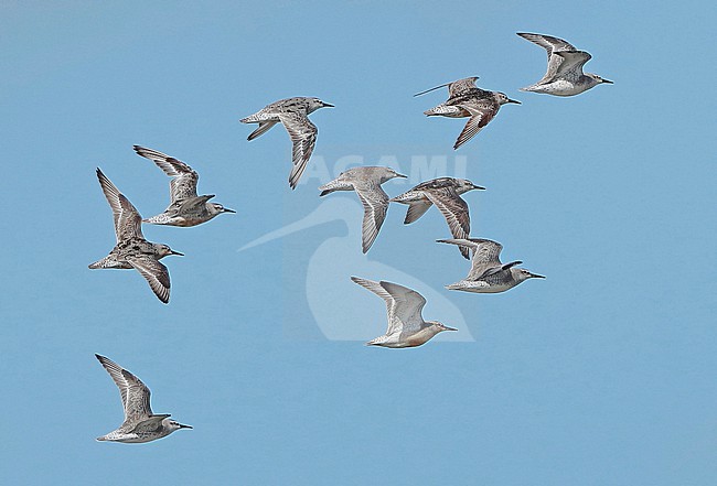 Red Knot (Calidris canutus islandica), group in flight, seen from the side, flying east. stock-image by Agami/Fred Visscher,