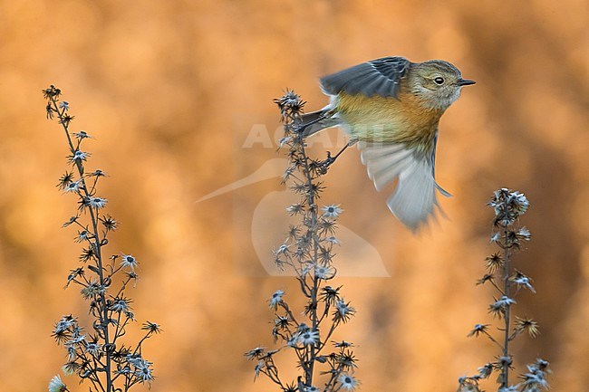 Wintering European Stonechat (Saxicola rubicola) in flight stock-image by Agami/Daniele Occhiato,