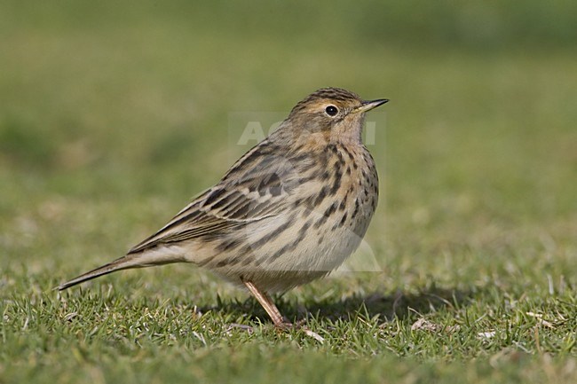 Red-throated Pipit adult standing; Roodkeelpieper volwassen staand stock-image by Agami/Daniele Occhiato,