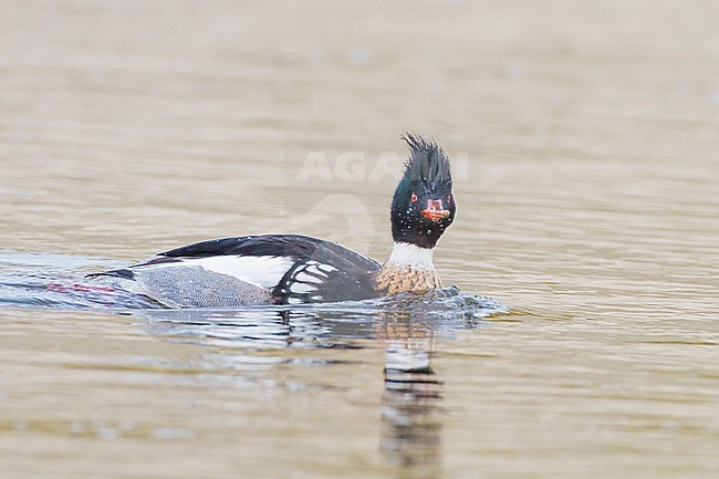 Middelste Zaagbek, Red-breasted Merganser, Mergus serrator pair, male, female, fishing in river mouth with reflection stock-image by Agami/Menno van Duijn,