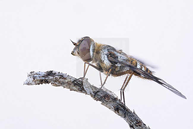 Thyridanthrax fenestratus - Mottled Bee-fly, Germany (Baden-Württemberg), imago, female stock-image by Agami/Ralph Martin,