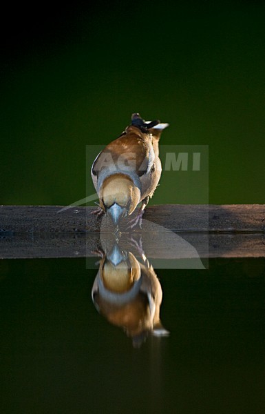 Appelvink bij de drinkplaats; Hawfinch at drinking site stock-image by Agami/Marc Guyt,