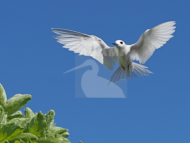White Tern, Gygis alba, in French Polynesia. stock-image by Agami/James Eaton,