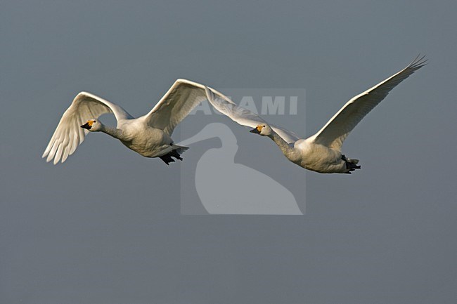 Volwassen Kleine Zwaan in de vlucht; Adult Bewicks Swan in flight stock-image by Agami/Harvey van Diek,