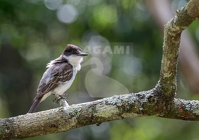 Loggerhead Kingbird  (Tyrannus caudifasciatus jamaicensis) in Jamaica. stock-image by Agami/Pete Morris,