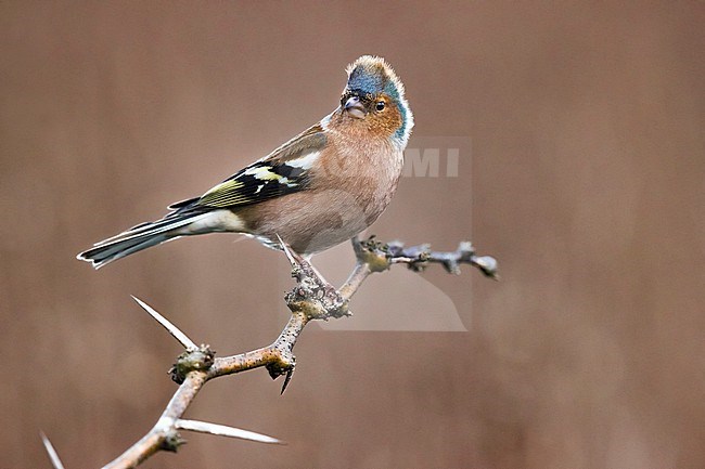 Wintering Common Chaffinch (Fringilla coelebs) in Italy. Male in winter plumage. stock-image by Agami/Daniele Occhiato,