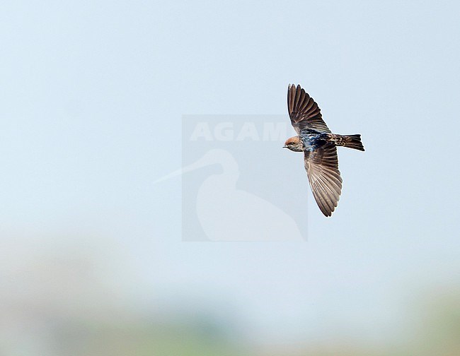 Streak-throated Swallow (Petrochelidon fluvicola) in flight in India. stock-image by Agami/Dani Lopez-Velasco,
