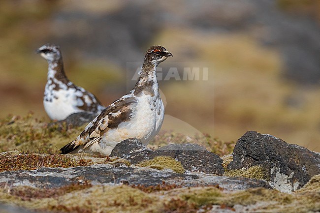 Icelandic Rock Ptarmigan (Lagopus mutus islandorum), an endemic subspecies to Iceland. stock-image by Agami/Daniele Occhiato,