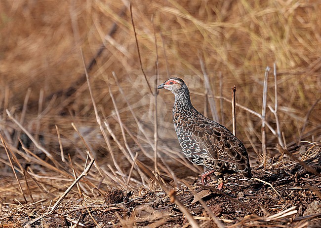 Clapperton's Spurfowl (Pternistis clappertoni) adult on ground with dry grass and bushes in Ethiopia. stock-image by Agami/Thierry Quelennec,