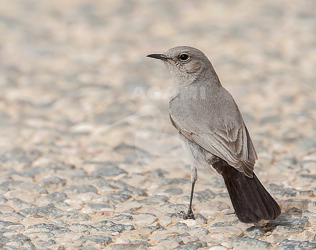 Blackstart (Cercomela melanura) a resident breeder in desert area’s of Israel. stock-image by Agami/Marc Guyt,