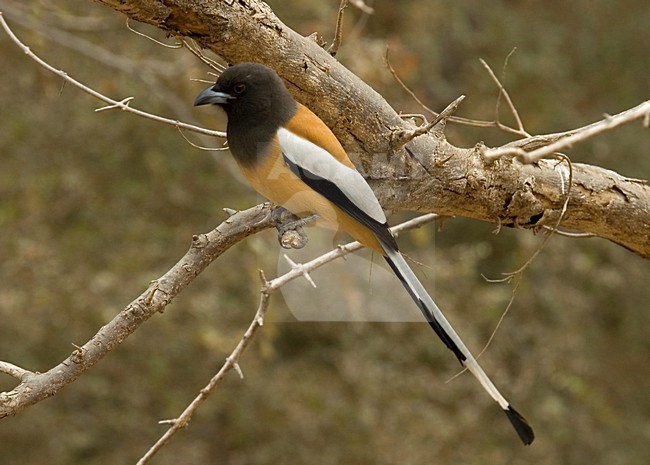 Zwerfekster op een tak; Rufous Treepie on a branch stock-image by Agami/Marc Guyt,
