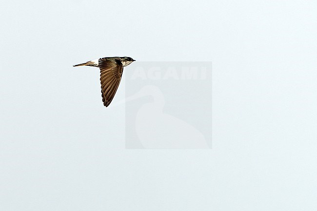 Tumbes Swallow (Tachycineta stolzmanni) in northern Peru. stock-image by Agami/Dani Lopez-Velasco,