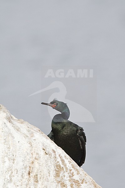 Pelagische Aalscholver adult op rots Californie USA, Pelagic Cormorant adult on rock California USA stock-image by Agami/Wil Leurs,