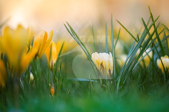 Yellow crocus stock-image by Agami/Wil Leurs,