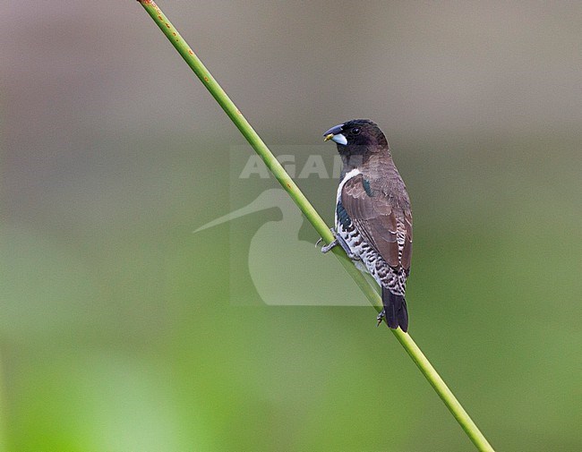 Bronze Mannikin (Lonchura cucullata) male perched in the reed stock-image by Agami/David Monticelli,